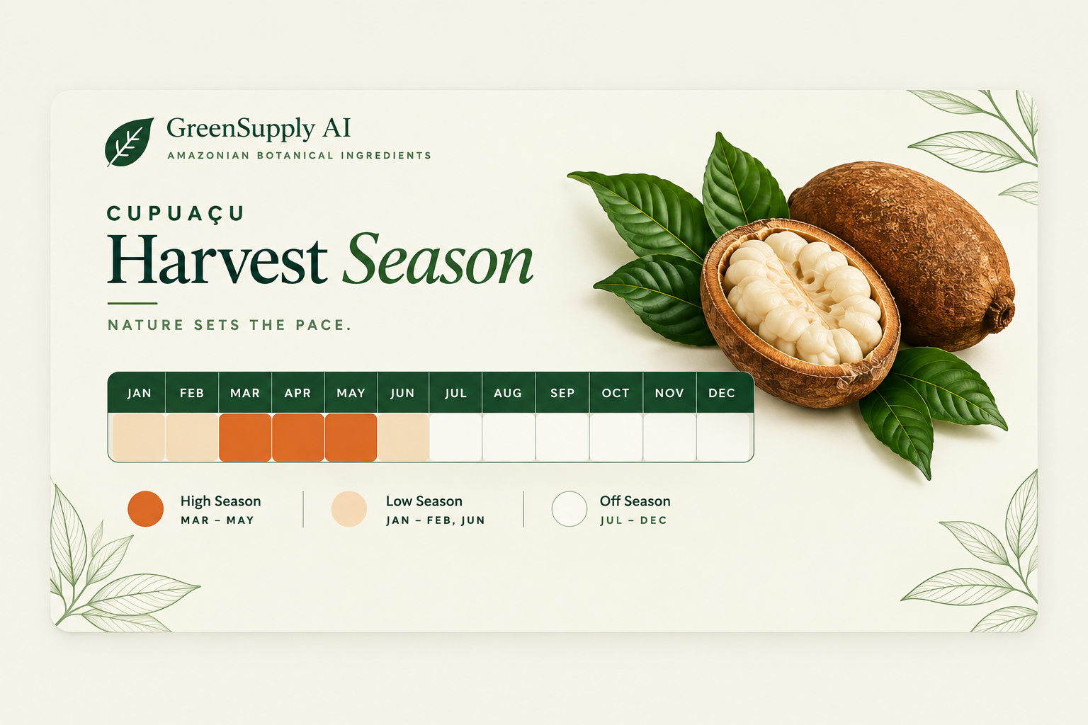 Cupuaçu harvest season